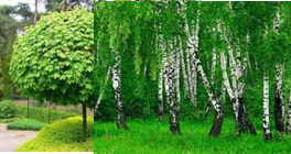 Клен остролистный "Globosum" (Глобозум): купить саженцы в Москве -  Ромашкино Парк,Береза: посадка и уход, выращивание из семян, виды