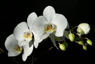 Легенды о цветке орхидее.