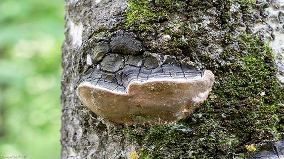 https://mycology.su/wp-content/uploads/2015/06/Phellinus-tremulae-2015-07-02-IMG_0432.jpg