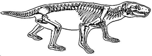Скелет цинодонта пермского периода