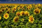 http://www.velvet.by/files/userfiles/2553/79658980_4080226_sunflowers.jpg