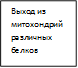 Выход из митохондрий различных белков