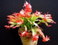 zygocactus trunctatum