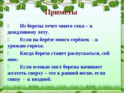 Если на берёзе мн. 
