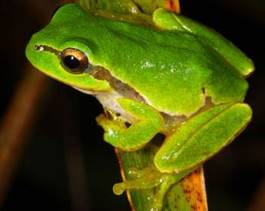 http://animalwild.net/uploads/posts/2011-03/1301432388_28.jpg