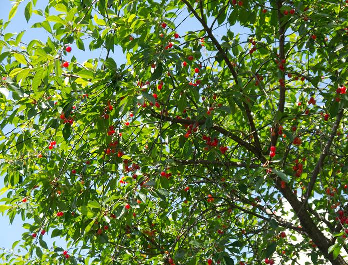 http://dachnaya-zhizn.ru/images/dacha/cherry-tree.jpg