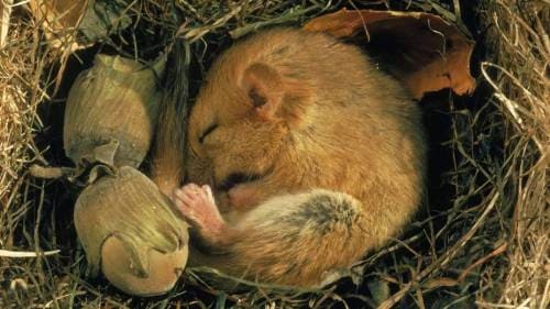 Природное явление спячка животных