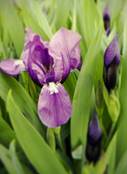 iris.jpg