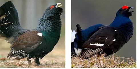 wpid-podborka-golosov-predstaviteley-otryada-kurinyh-galliformes_i_1.jpg
