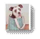 Картинки по запросу грустный пес