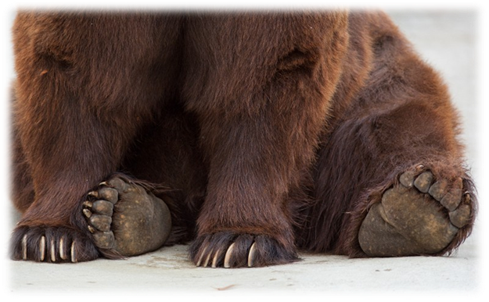 http://fotoparus.com/photogalery/animals/wild_animals/Mammals/CARNIVORA_Brown_bear/slides/2009_0903Ursus_arctos1600.jpg