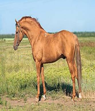 Будённовская лошадь — Википедия