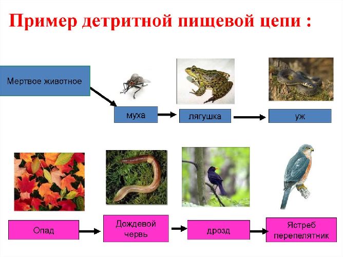 Примеры детритной цепи