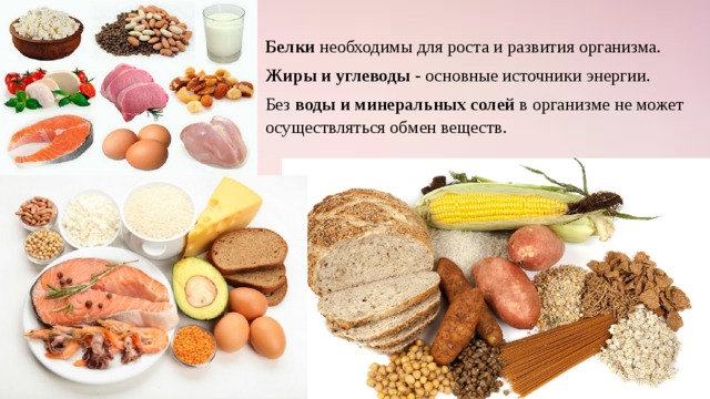 Белки необходимы для роста и развития организма. Жиры и углеводы - основные источники энергии. Без воды и минеральных солей в организме не может осуществляться обмен веществ. 