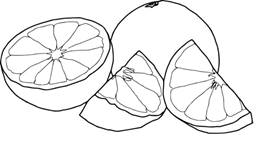 http://www.coloring-sheets.info/images/2016/09/05/pomelo.jpg