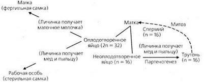https://compendium.su/biology/9klass_2/9klass_2.files/image025.jpg