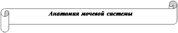 Горизонтальный свиток: Анатомия мочевой системы
