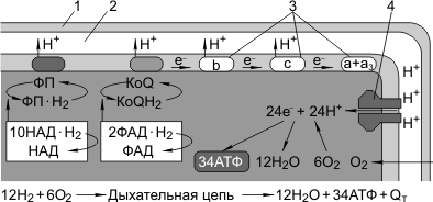 Кислородное окисление