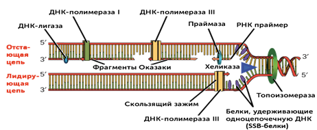 Молекулярный механизм репликации ДНК (статья) | Академия Хана