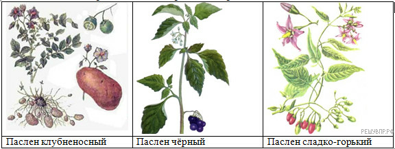 https://bio11-vpr.sdamgia.ru/get_file?id=2552