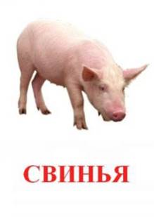 http://122012.imgbb.ru/user/7/78471/1/0ca8f07efca0cef006deeba5e95a9bce.jpg