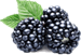 https://w7.pngwing.com/pngs/534/536/png-transparent-white-blackberry-raspberry-amora-blackberry.png