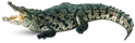 http://pngimg.com/uploads/crocodile/crocodile_PNG13170.png