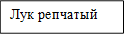 Лук репчатый