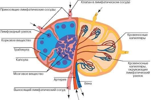 Строение лимфатического узла рисунок