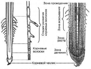 Строение корня - корневой волосок, чехлик