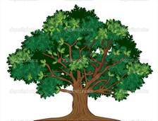 http://static8.depositphotos.com/1508241/981/v/950/depositphotos_9812832-stock-illustration-vector-oak-tree.jpg