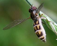 http://upload.wikimedia.org/wikipedia/commons/thumb/2/20/Diptera-Syrphidae-Melanostoma-scalare-201208050081.JPG/265px-Diptera-Syrphidae-Melanostoma-scalare-201208050081.JPG