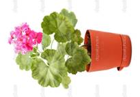depositphotos_5901740-Geranium-in-pot