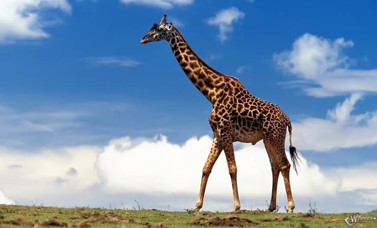 https://wpapers.ru/wallpapers/animals/Giraffes/3454/download/1280x800_%D0%96%D0%B8%D1%80%D0%B0%D1%84-%D0%B1%D0%BE%D0%BB%D1%8C%D1%88%D0%BE%D0%B9.jpg