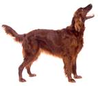 http://www.littlepuppy.ru/Sites/littlepuppy_ru/Uploads/clip_image001.D9DDB3953B194C5993A27BCFFA2B3FB0.png
