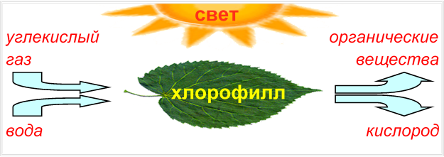 Кислород свет. Схема фотосинтеза 6. Схема процесса фотосинтеза 6 класс. Фотосинтез растений схема 6 класс. Схема процесса фотосинтеза биология 6 класс.