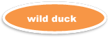 wild duck