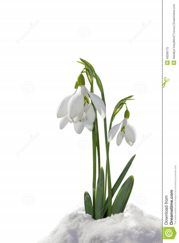 https://thumbs.dreamstime.com/z/snowdrops-snow-isolated-white-background-49296175.jpg