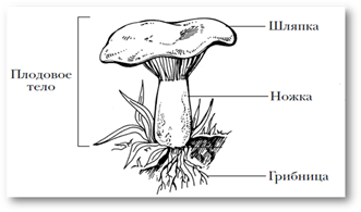 http://player.myshared.ru/1003847/data/images/img46.png