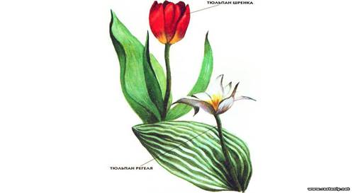 http://rasteniy.net/assets/images/0954.jpg