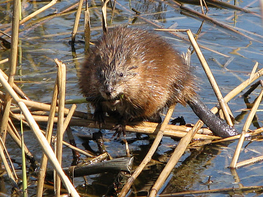 Ондатра (Ondatra zibethicus). Фото на сайте "Грибы: информация и фотографии"