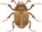 http://www.clker.com/cliparts/5/c/2/1/13189635421045354399Beetle%20Art.svg.hi.png