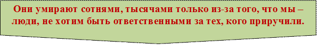 Они умирают сотнями, тысячами только из-за того, что мы – люди, не хотим быть ответственными за тех, кого приручили.