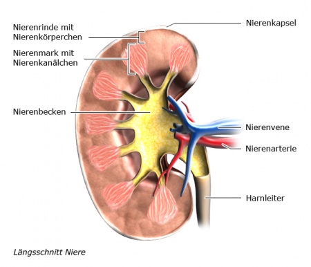 Grafik: Längstschnitt Niere