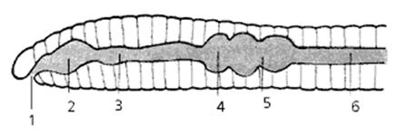 Пищеварительная система органов кольчатых червей. Пищеварительная система кольчатых червей без подписей. Пищеварительная система дождевого червя. Пищеварительная система дождевого червя рисунок. Пищеварительная система кольчатого червя.