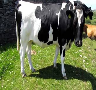 Голштинская порода, молочный скот - ПлемКРСПлемКРС