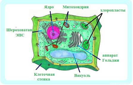 http://distant-lessons.ru/wp-content/uploads/2012/12/rastitelnaja-kletka.jpg