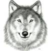 https://i.pinimg.com/736x/0e/8c/06/0e8c06c9b2fc15c687ac3032fc42e53e--wolf-sketch-wolf-drawings.jpg