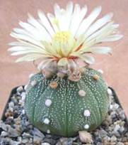 http://floral-carnival.ru/img/astrophytum.jpg