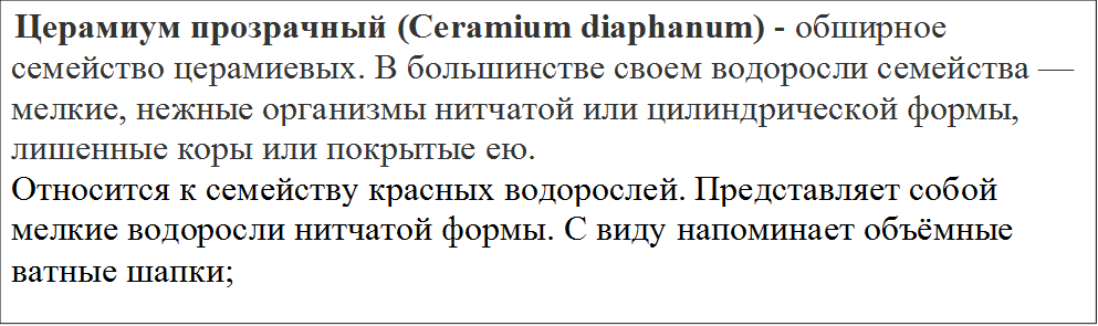  Церамиум прозрачный (Ceramium diaphanum) - обширное семейство церамиевых. В большинстве своем водоросли семейства — мелкие, нежные организмы нитчатой или цилиндрической формы, лишенные коры или покрытые ею.
Относится к семейству красных водорослей. Представляет собой мелкие водоросли нитчатой формы. С виду напоминает объёмные ватные шапки;
